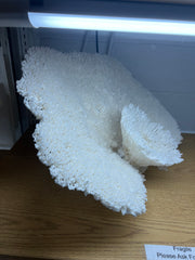 Vintage Large Table Coral Sculpture- 26