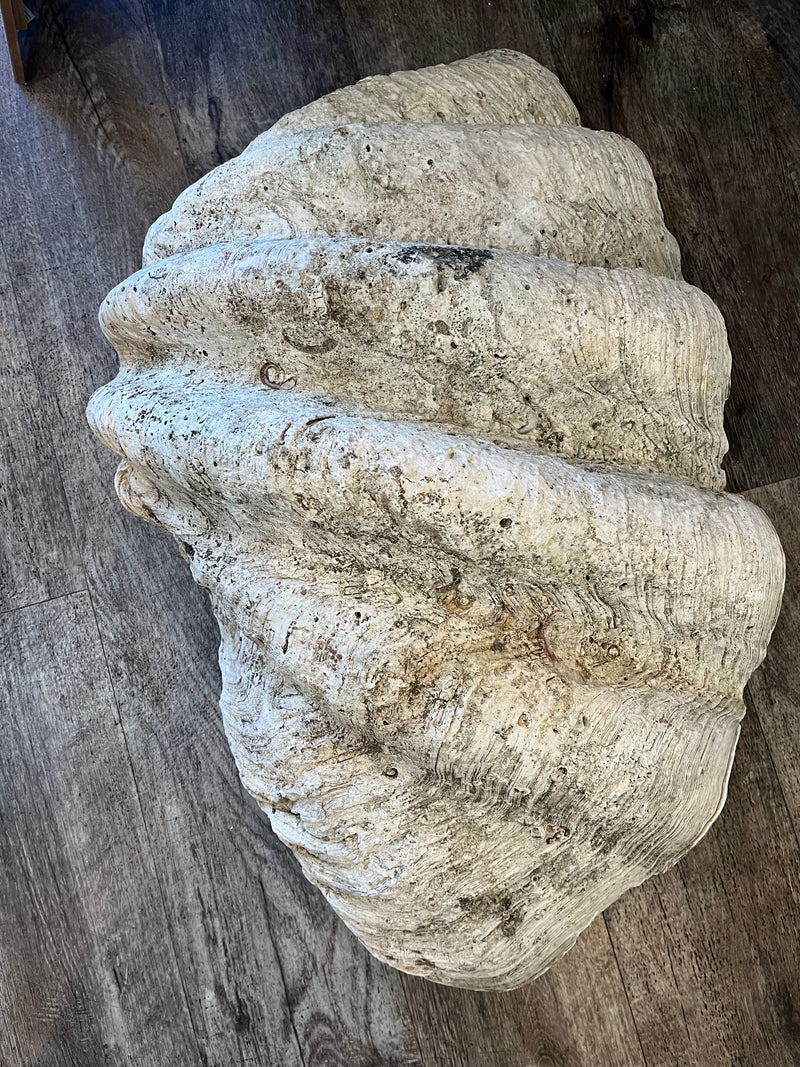 30" Giant clam shell half