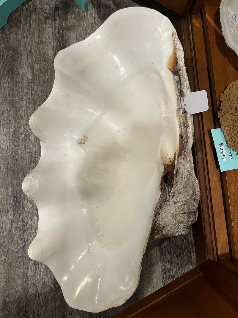 27" Giant tridacna gigas clam shell half