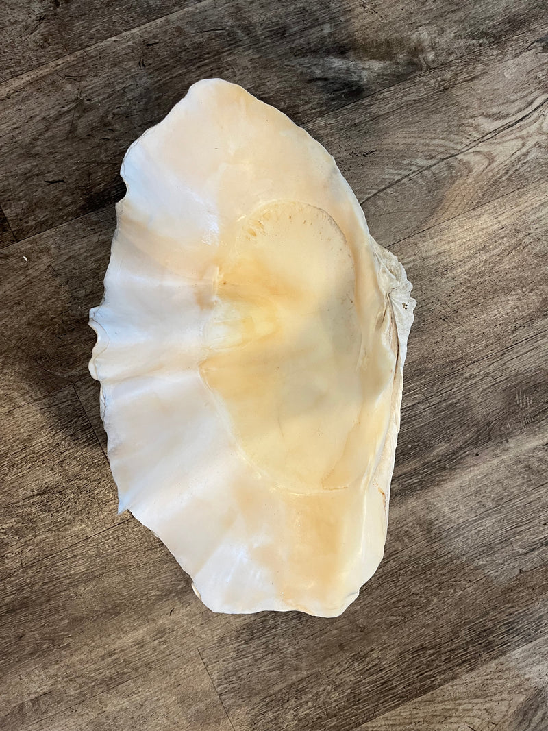 22" Large tridacna gigas clam shell half