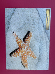 Vintage Starfish Postcard