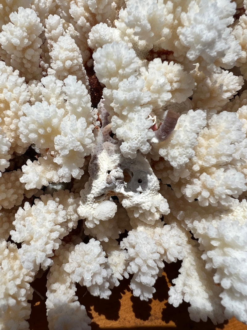 Vintage Brownstem Cluster Coral- 16"