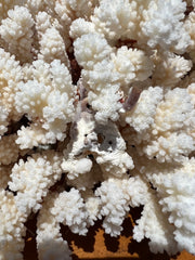 Vintage Brownstem Cluster Coral- 16