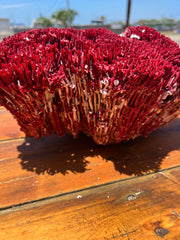 Vintage Red Pipe Organ Coral- 13