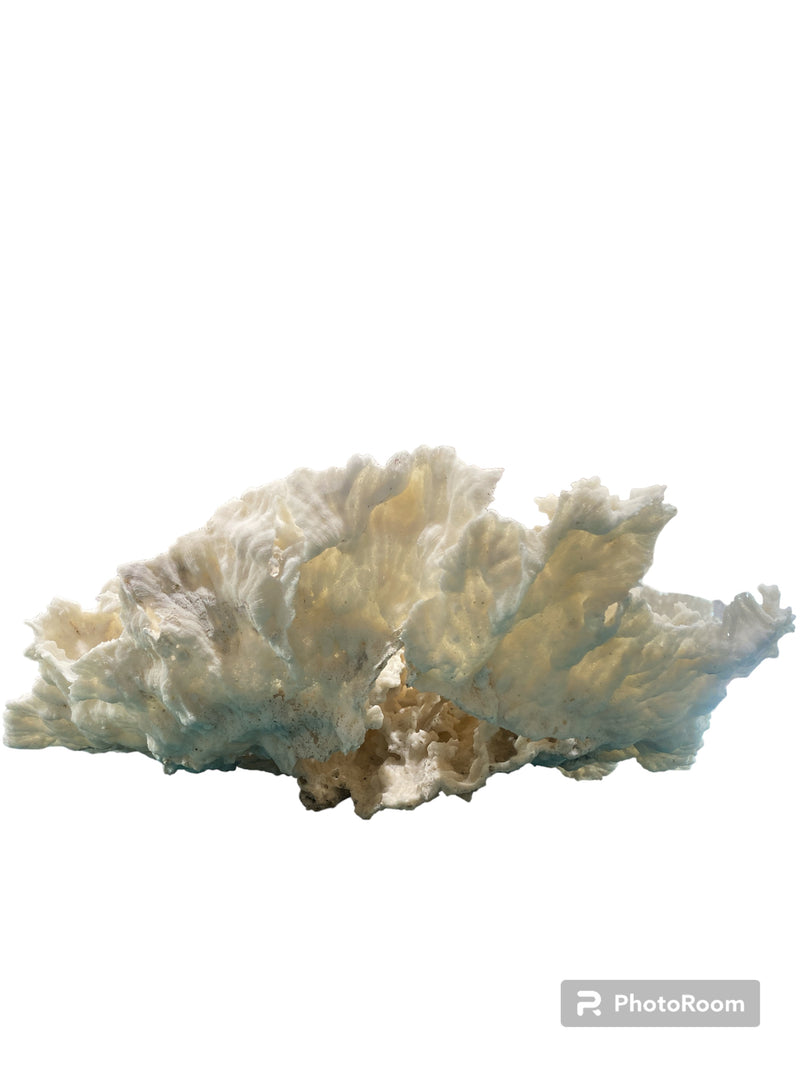 Vintage White Ivory Merulina Coral -  10.5" L x 15.5" W x 6.5"H