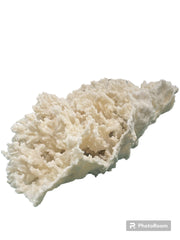 Vintage White Ivory Merulina Coral -  10.5