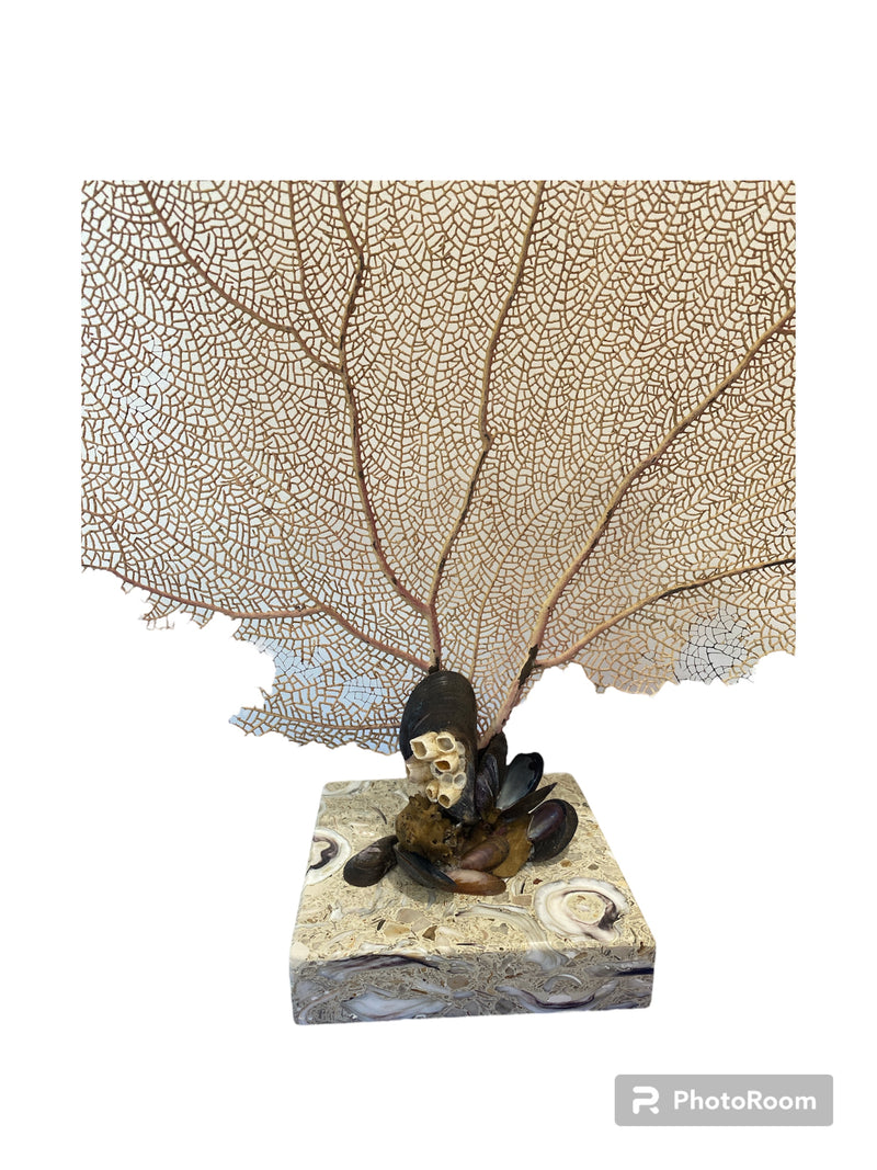 Mounted Sea-fan with clams