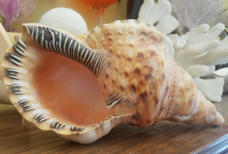 Blonde Caribbean Triton Conch Shell Tan White Markings Spiral Top Seashell Large Display Shells Mantle Bookshelf Coastal Home Decor