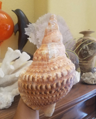 Blonde Caribbean Triton Conch Shell Tan White Markings Spiral Top Seashell Large Display Shells Mantle Bookshelf Coastal Home Decor