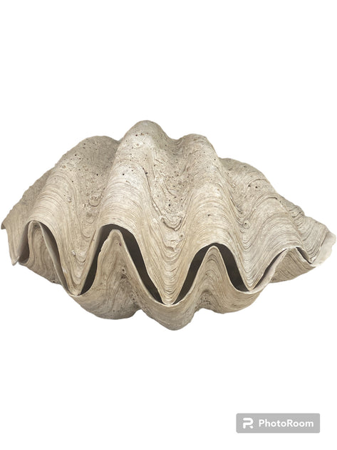 Live tridacna gigas for on sale sale