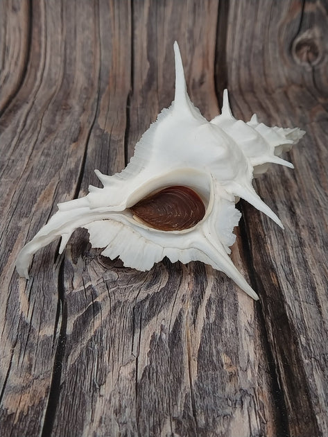 alabaster-murex-with-operculum