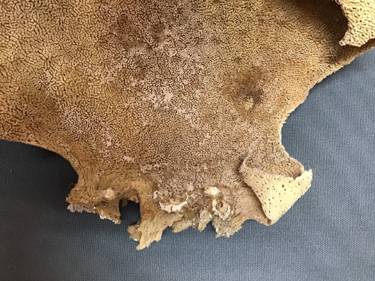Natural Dried Brown Sponge Sea Fan Coral 15x13"
