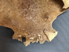 Natural Dried Brown Sponge Sea Fan Coral 15x13
