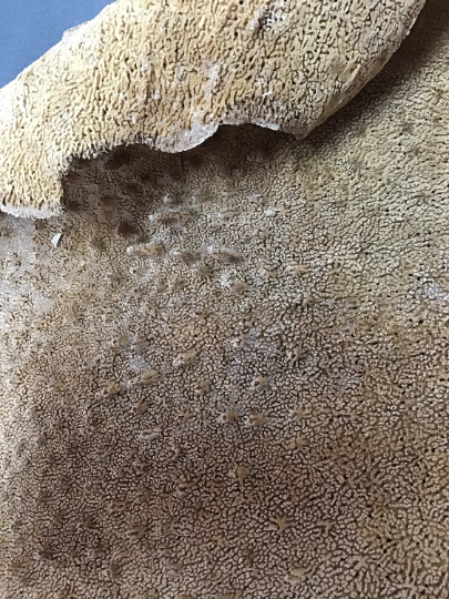 Natural Dried Brown Sponge Sea Fan Coral 15x13"