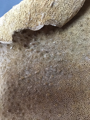 Natural Dried Brown Sponge Sea Fan Coral 15x13