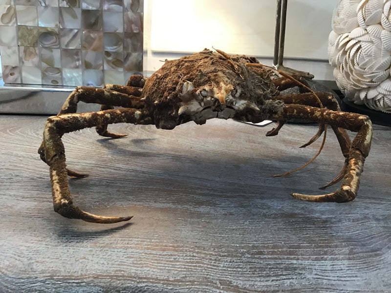 Vintage 1960s Taxidermy Spiny Crab 8"