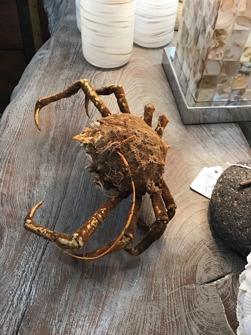 Vintage 1960s Taxidermy Spiny Crab 8"