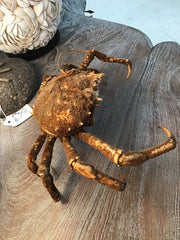 Vintage 1960s Taxidermy Spiny Crab 8