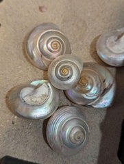 Giant Pearl Umbonium Shell
