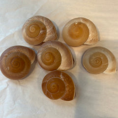 Small Muffin Snail Shell