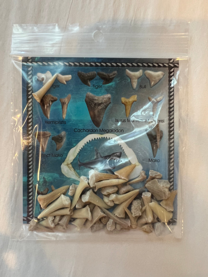 Shark Teeth Fossil Cards- 2 Types set