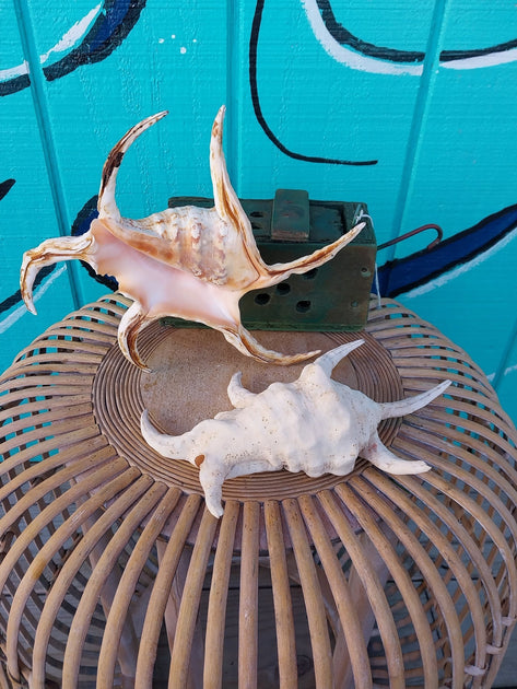 lambis-harpago-chiragra-spider