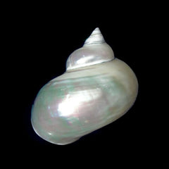 Large Pearl Jade Turbo Shell