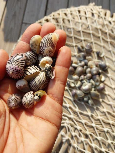 香港 TINY shell shellvan purpley-mixed-nerita-snail-