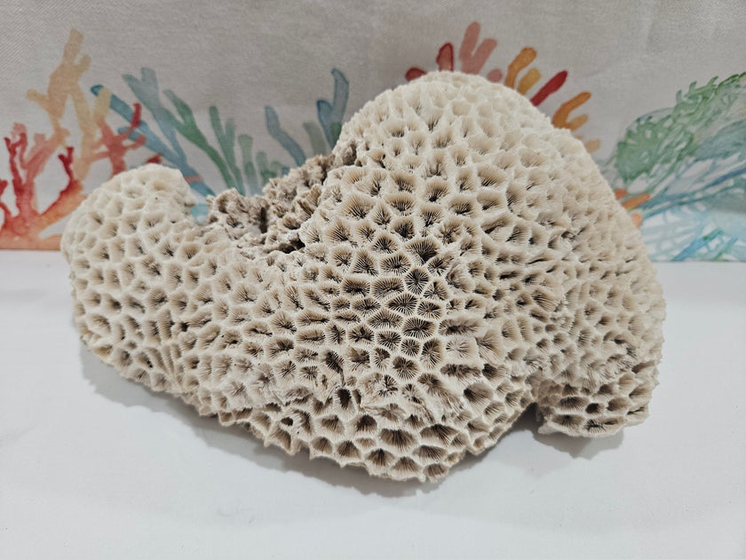 Vintage Brain Coral Specimen – White Natural Maze Coral Display 10