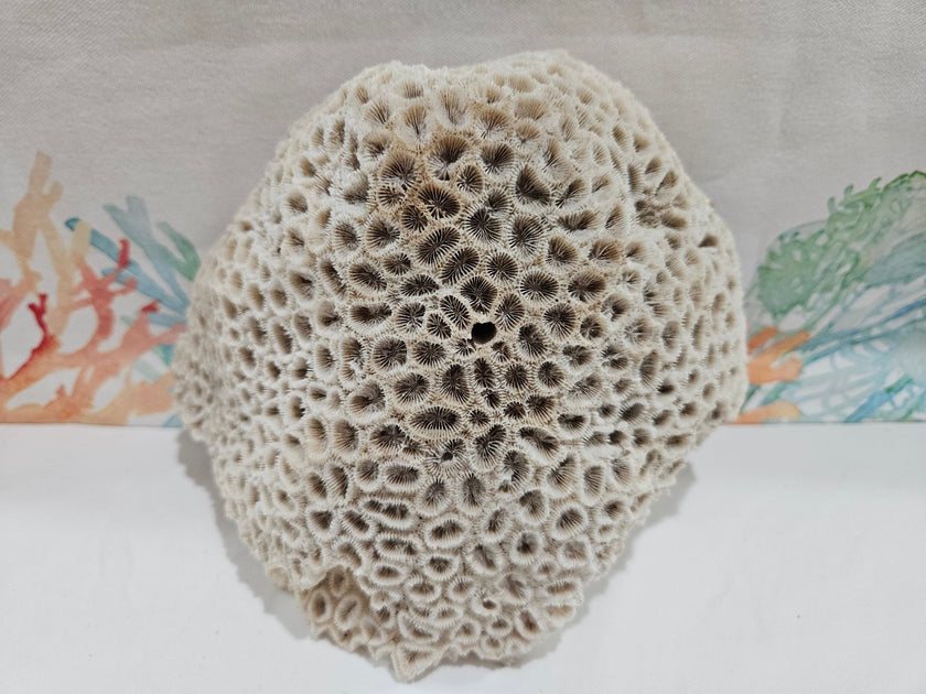 Vintage Brain Coral Display – Diploria labyrinthiformis 8