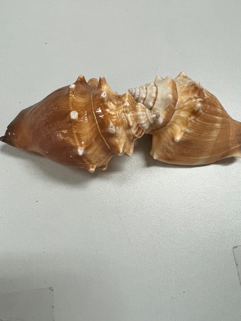 Fighting Conch Shell
