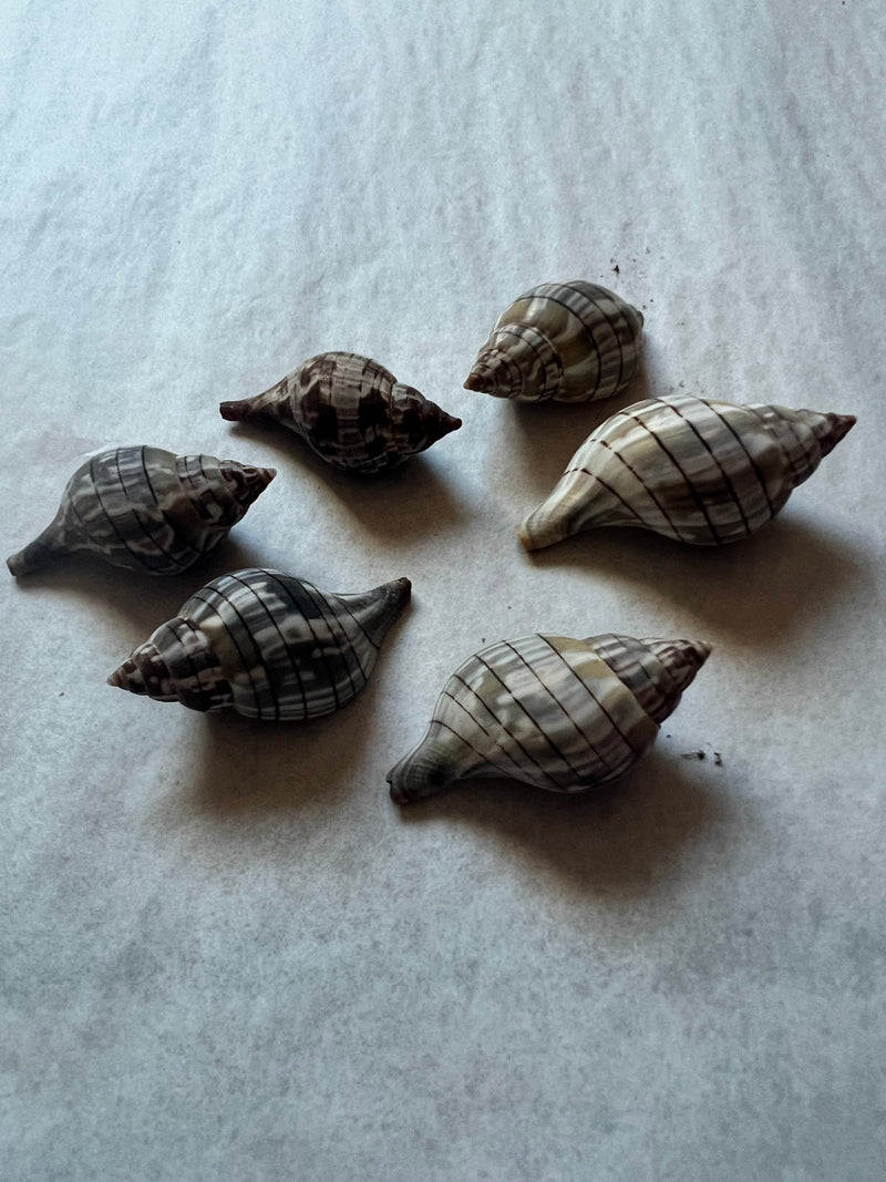 Banded Tulip Shells