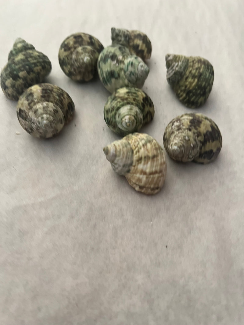 Raw Small Jade Turbo Shells