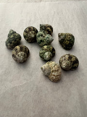 Raw Small Jade Turbo Shells