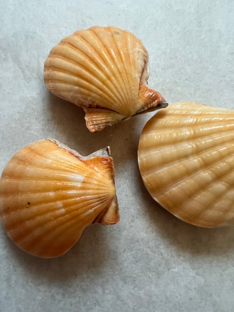 Orange Pectin Scallop Shell Pairs