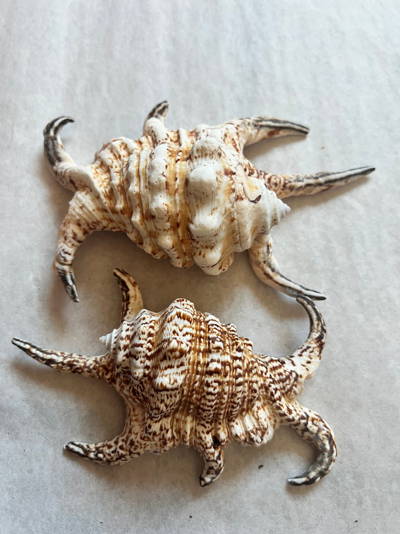 Rugosa Arthritic Spider Conch