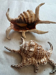 Rugosa Arthritic Spider Conch