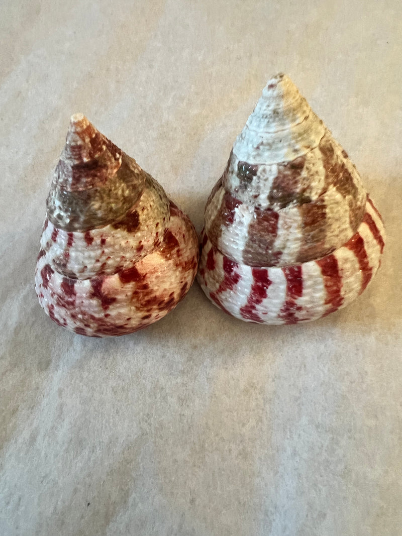 Polished Strawberry Trochus Shell