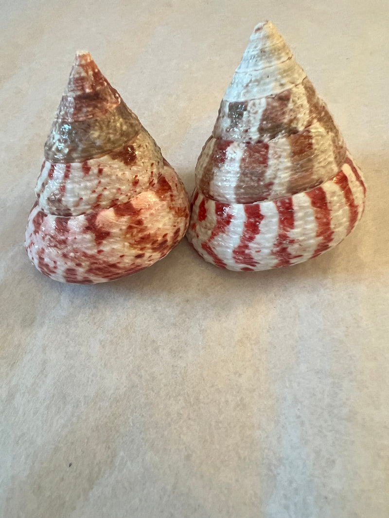 Polished Strawberry Trochus Shell