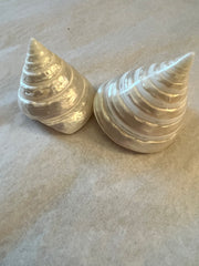 Polished Pearl Trochus Shell