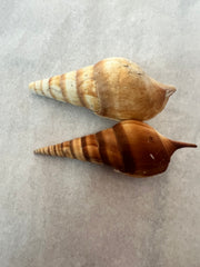 Arabian Tibia Spindle Shells