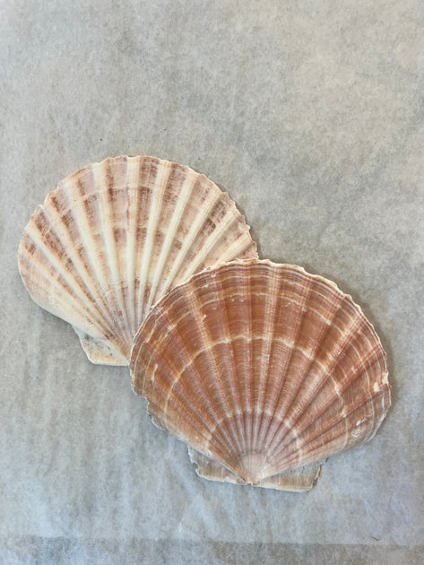 Natural Beauty: Polished Flat Scallop Seashell – Coastal Elegance