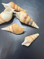 Arabian Tibia Spindle Shells