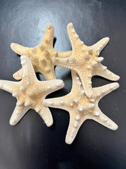 White Armoured Knobby Starfish
