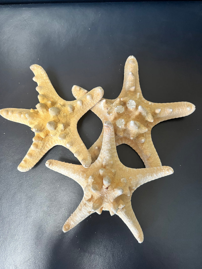 Natural/Tan Armoured Knobby Starfish