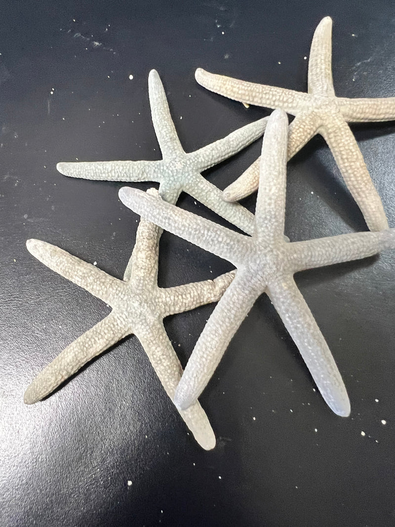 Dusty Blue/Grey Starfish