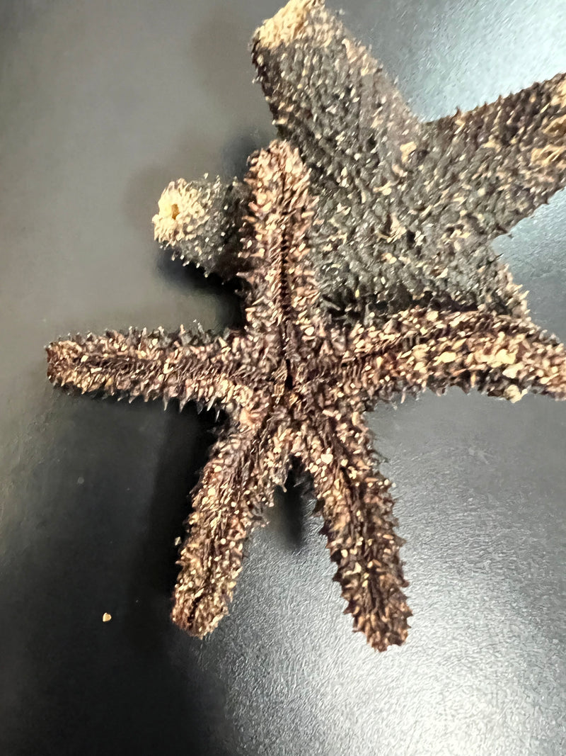 Black Wax Starfish
