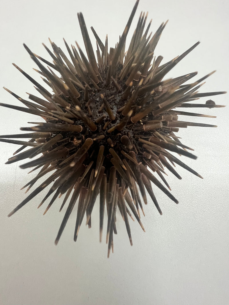 Sea Urchin With Spines
