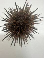 Sea Urchin With Spines