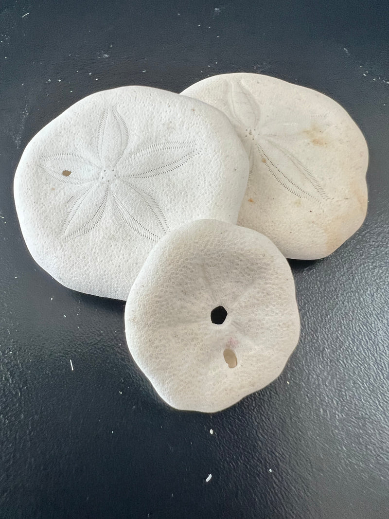 Small Sea Cookie Sand Dollar Shell